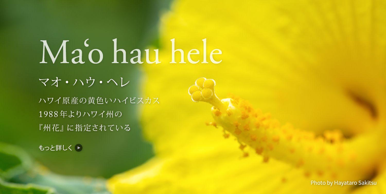 マオ・ハウ・ヘレ（黄色いハイビスカス）Hibiscus brackenridgei