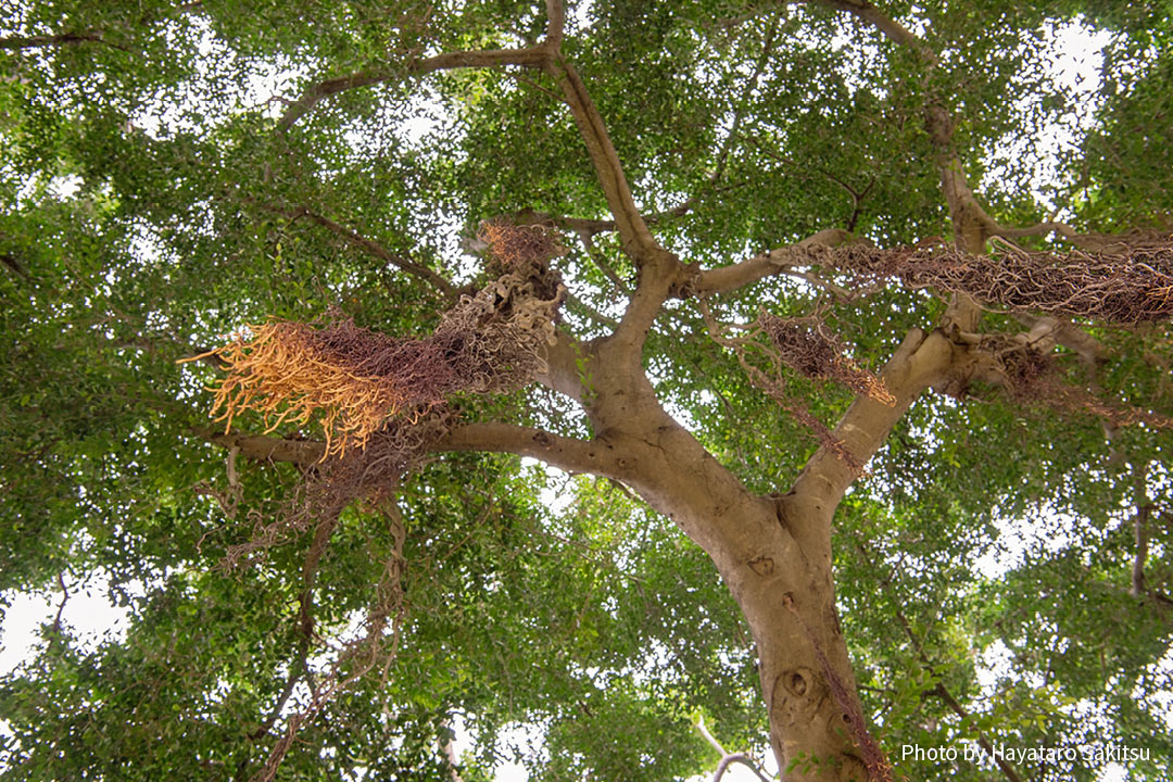 チャイニーズバニヤン（Ficus microcarpa）
