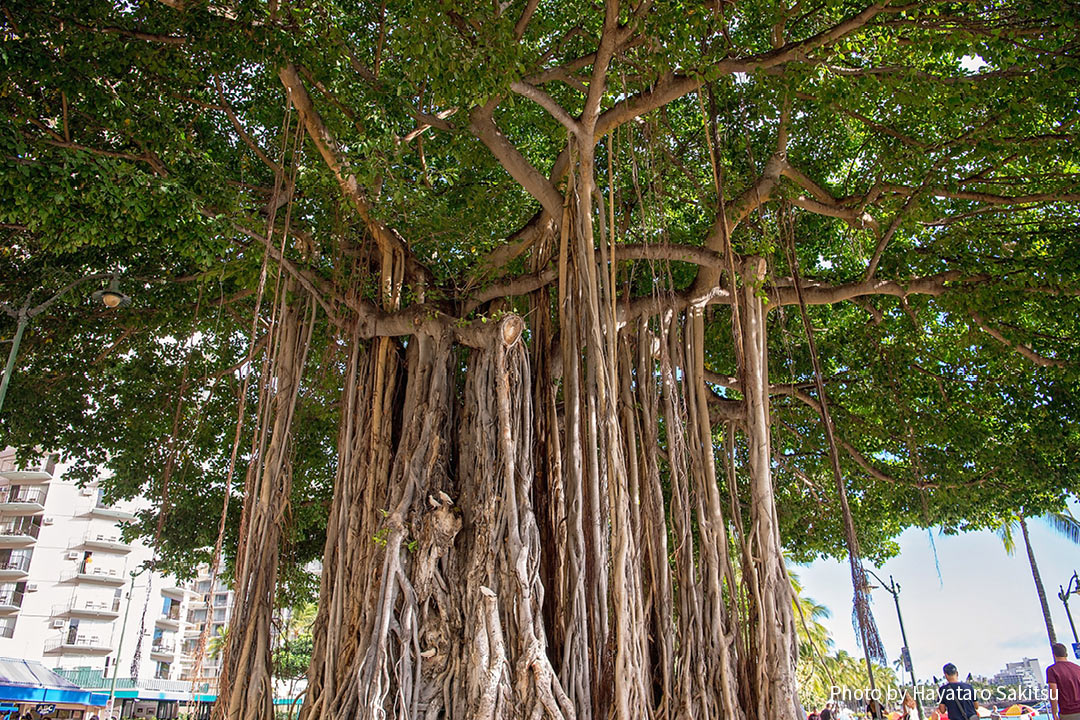 インディアンバニヤン（Ficus benghalensis）