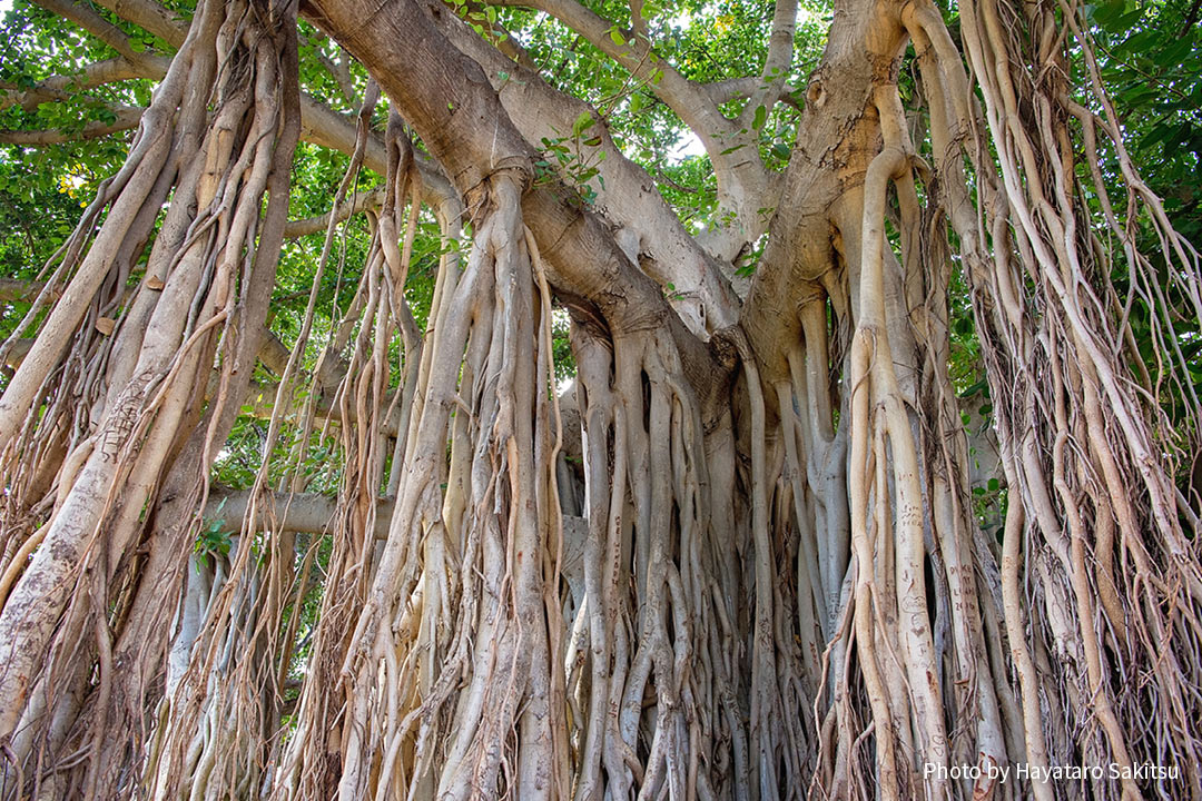 インディアンバニヤン（Ficus benghalensis）
