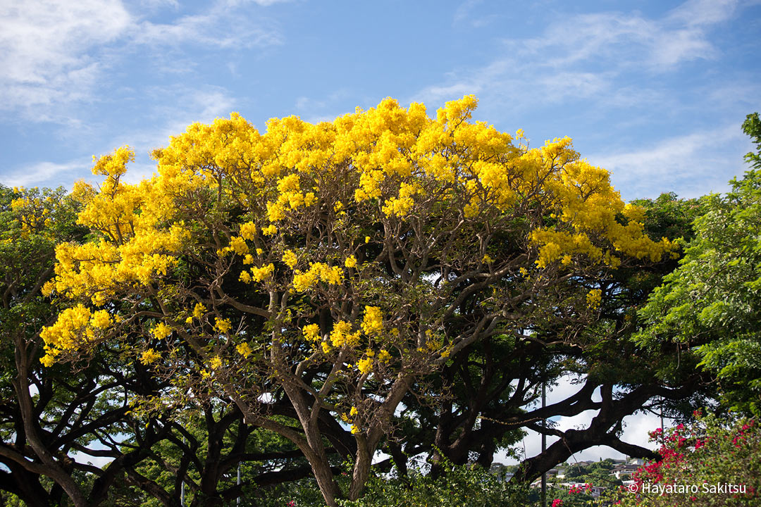 ゴールドツリー（Tabebuia donnell-smithii）