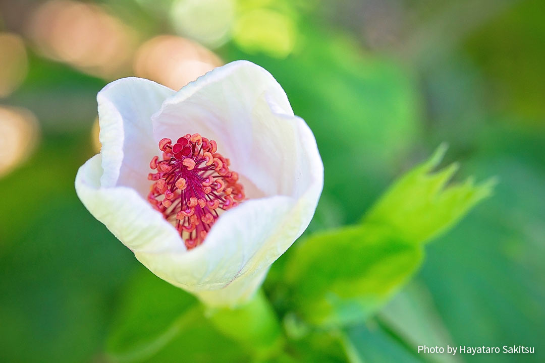 コキオ・ケオケオ（カウアイ島）Hibiscus waimeae