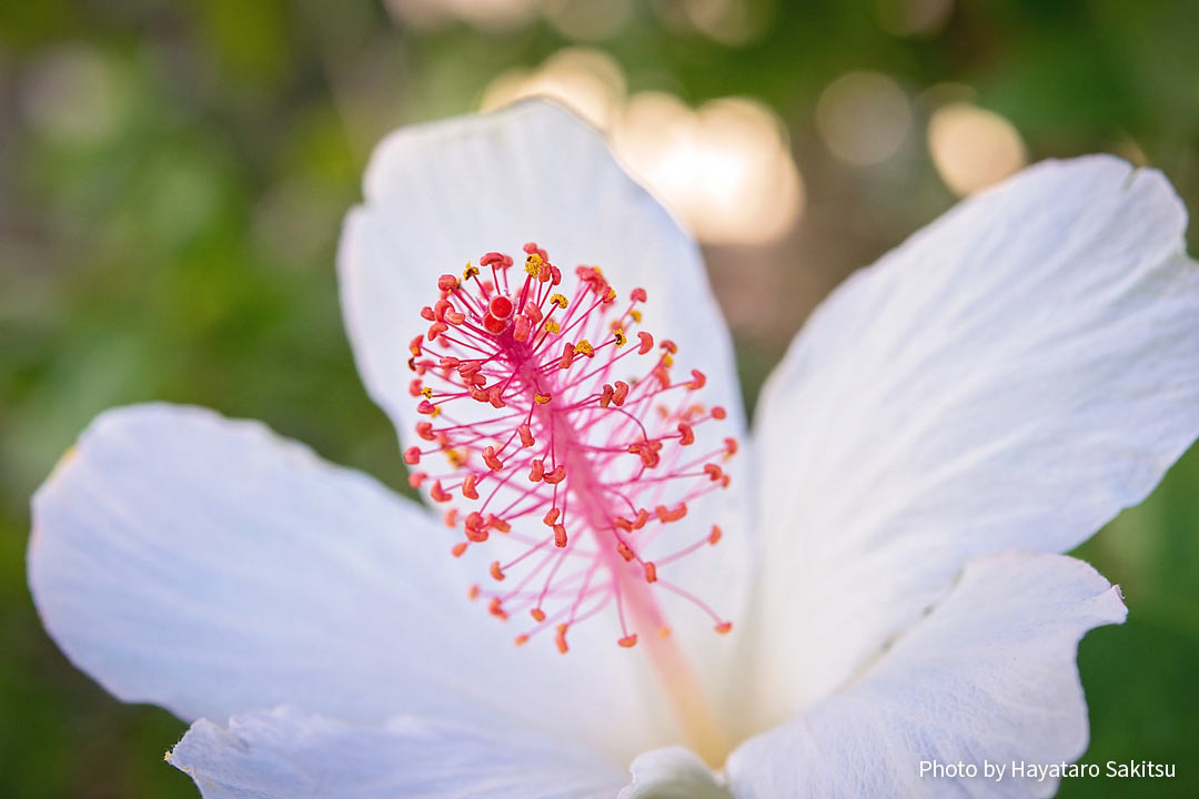 コキオ・ケオケオ（カウアイ島）Hibiscus waimeae