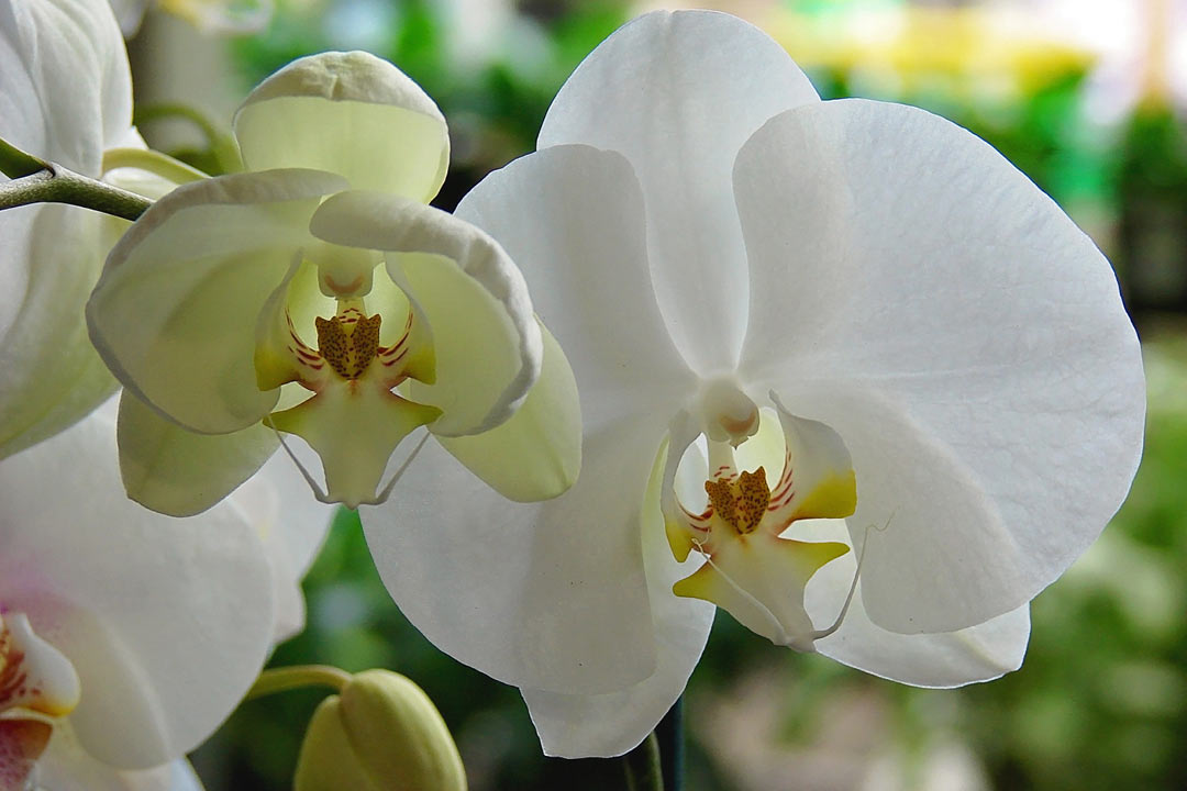 Phalaenopsis sp.