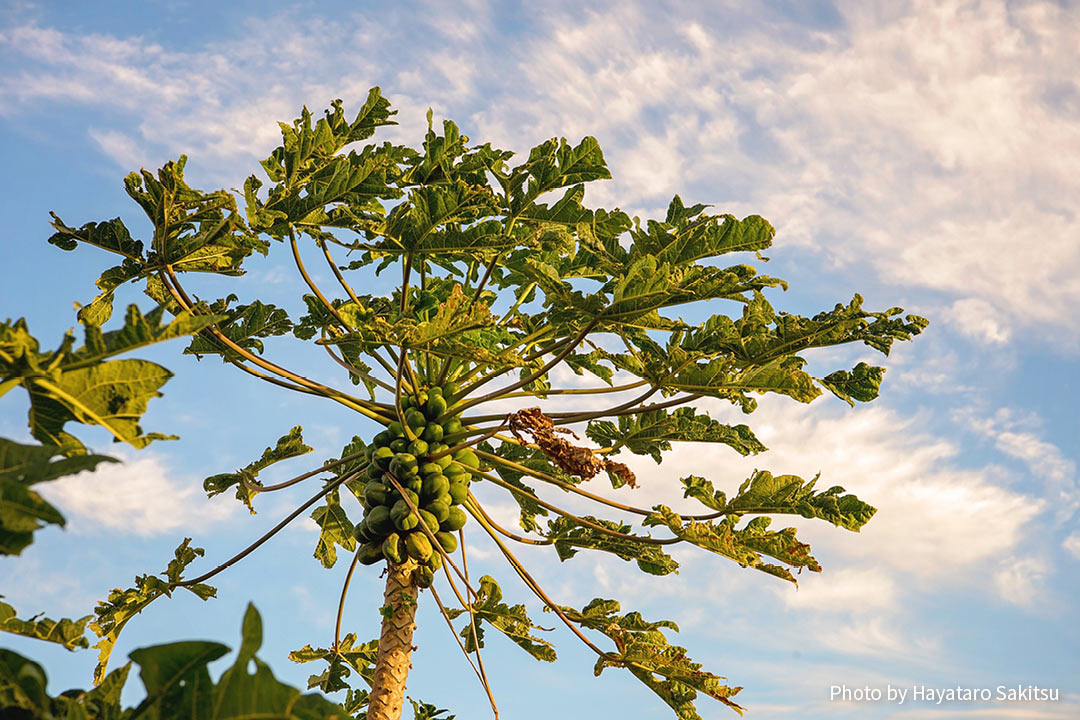 パパイア（Carica papaya）
