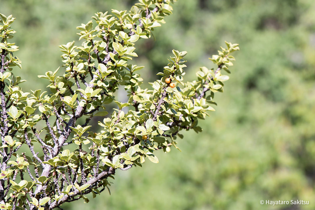ピロ（Coprosma montana）