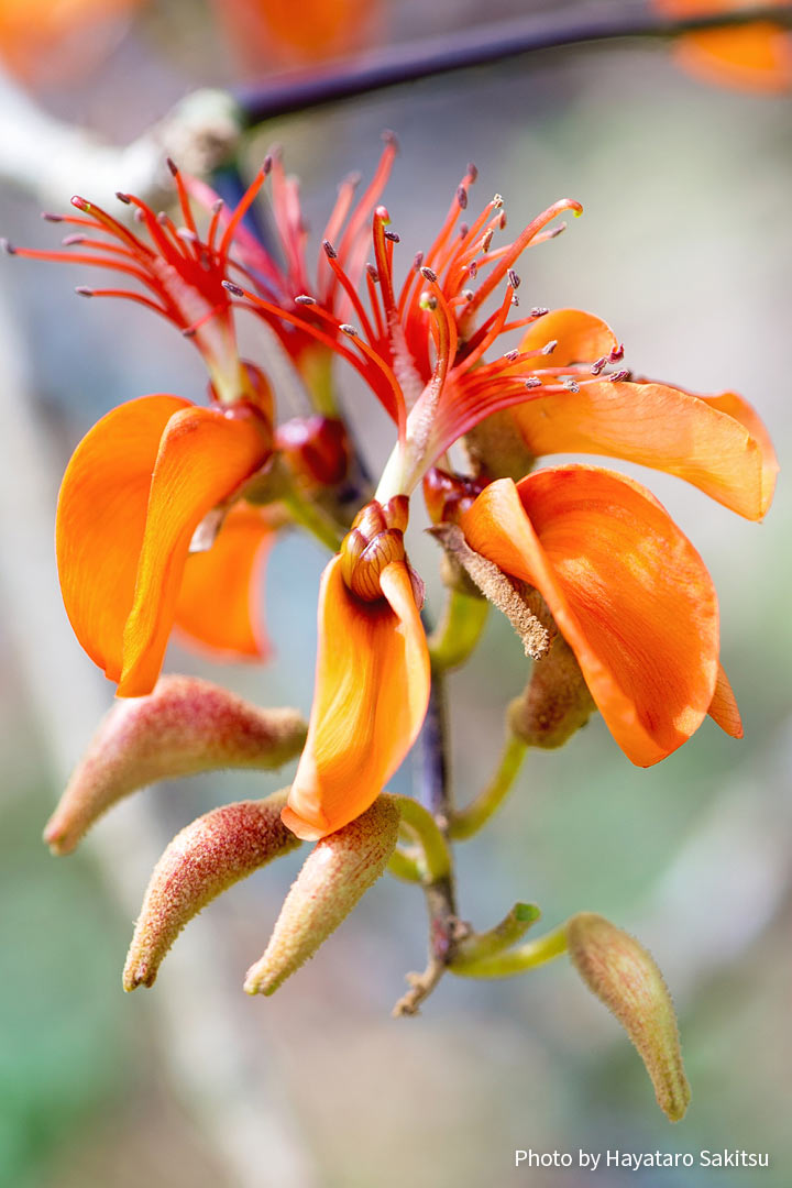 ウィリウィリ（Erythrina sandwicensis）